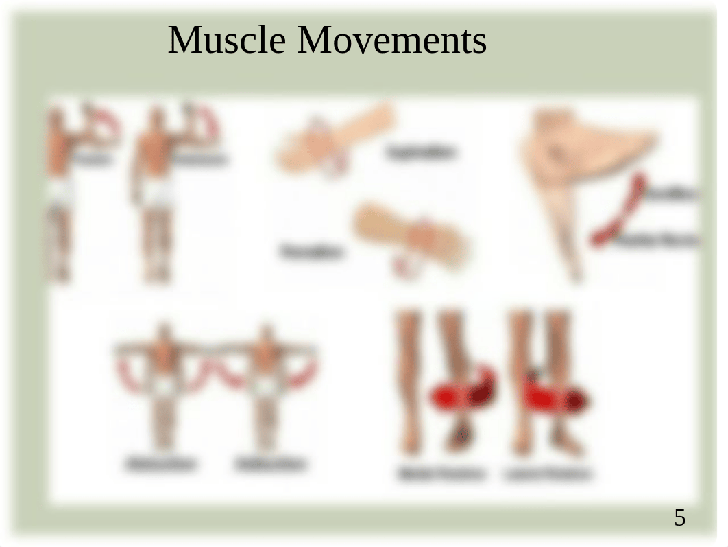 Musculoskeletal Assessment - Student (1).pptx_dpw1f5o1bn6_page5