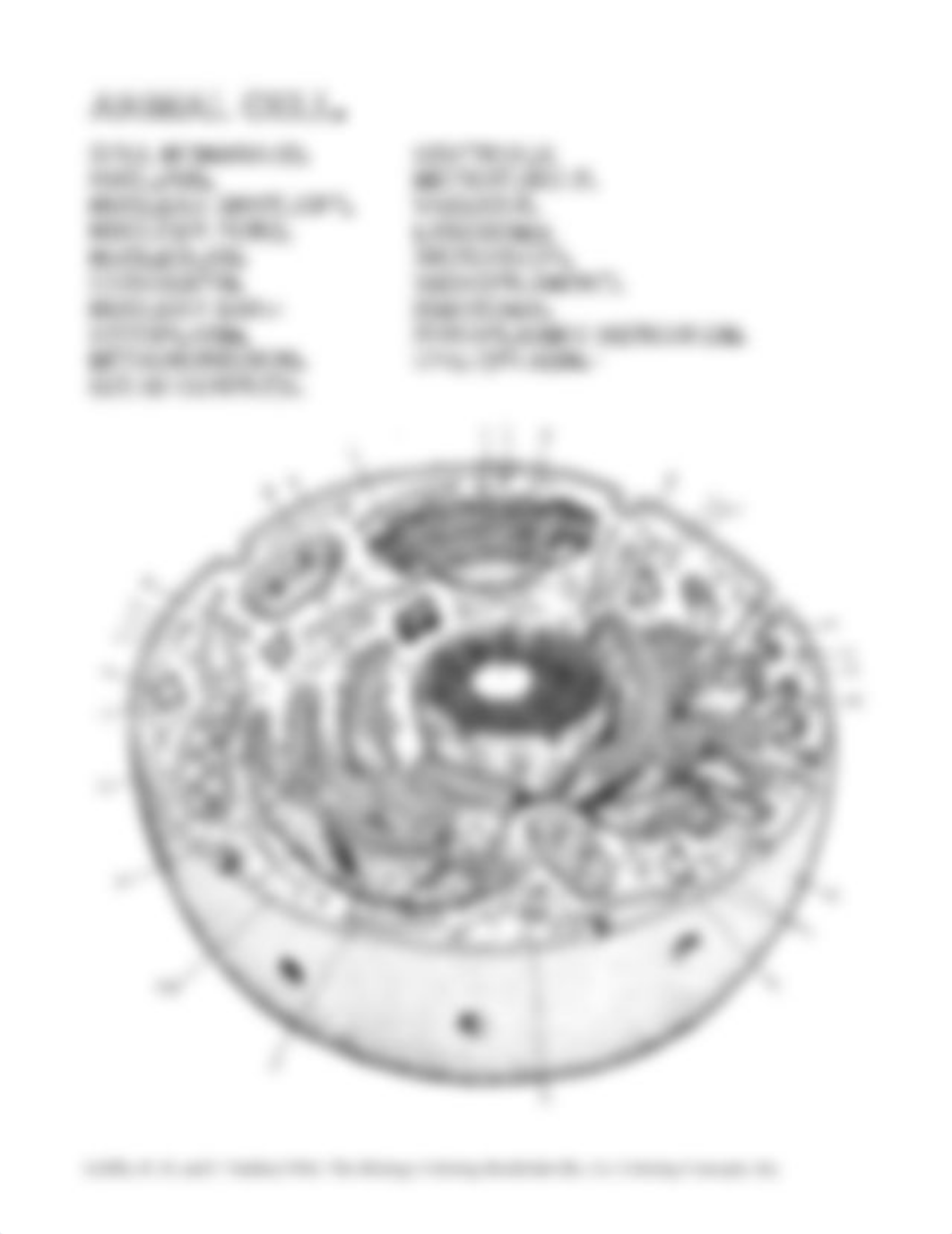 Biology Coloring Book.pdf_dpwn87kic4g_page3