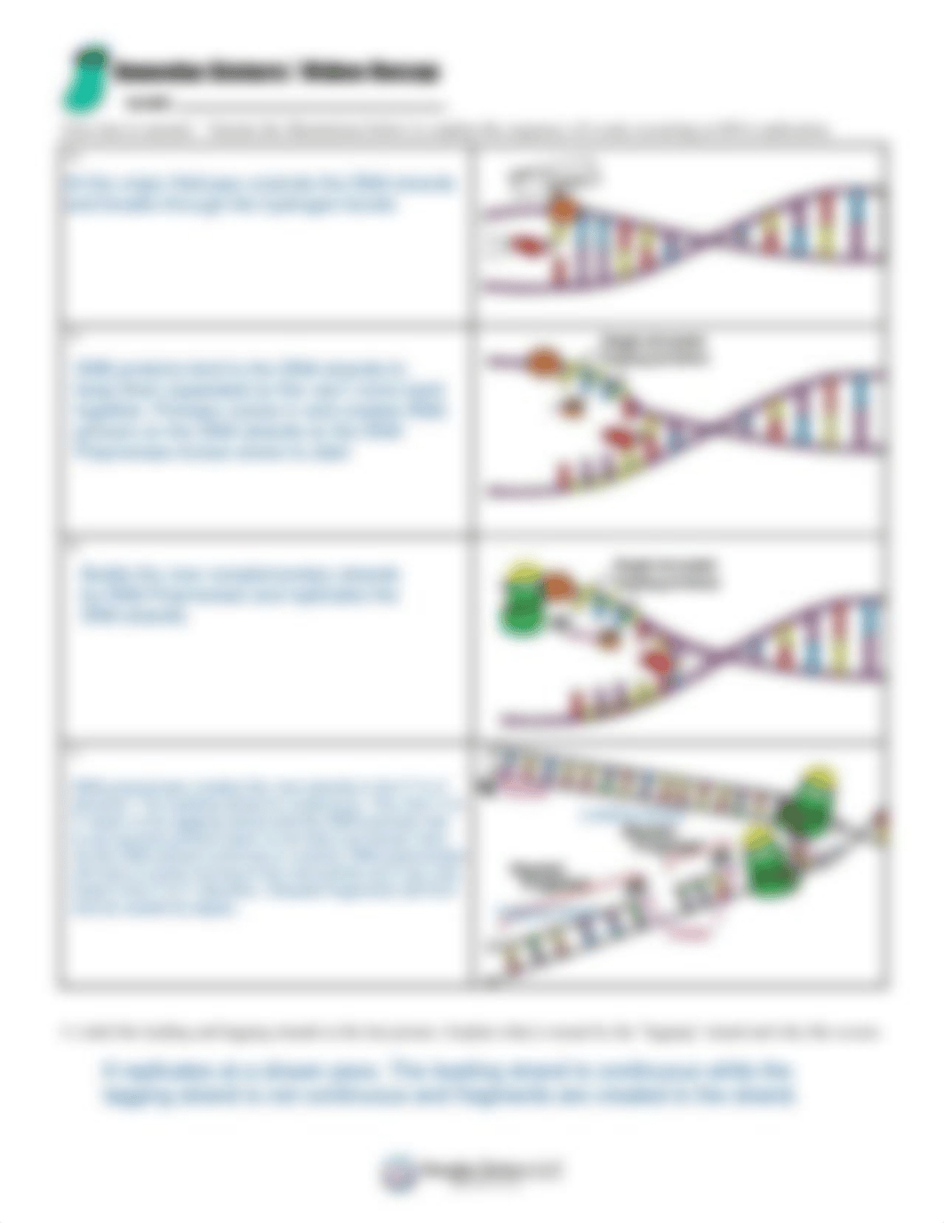 video-recap-of-dna-replication-by-amoeba-sisters-newheader-v.2-1.pdf_dpws3a9vu5l_page2