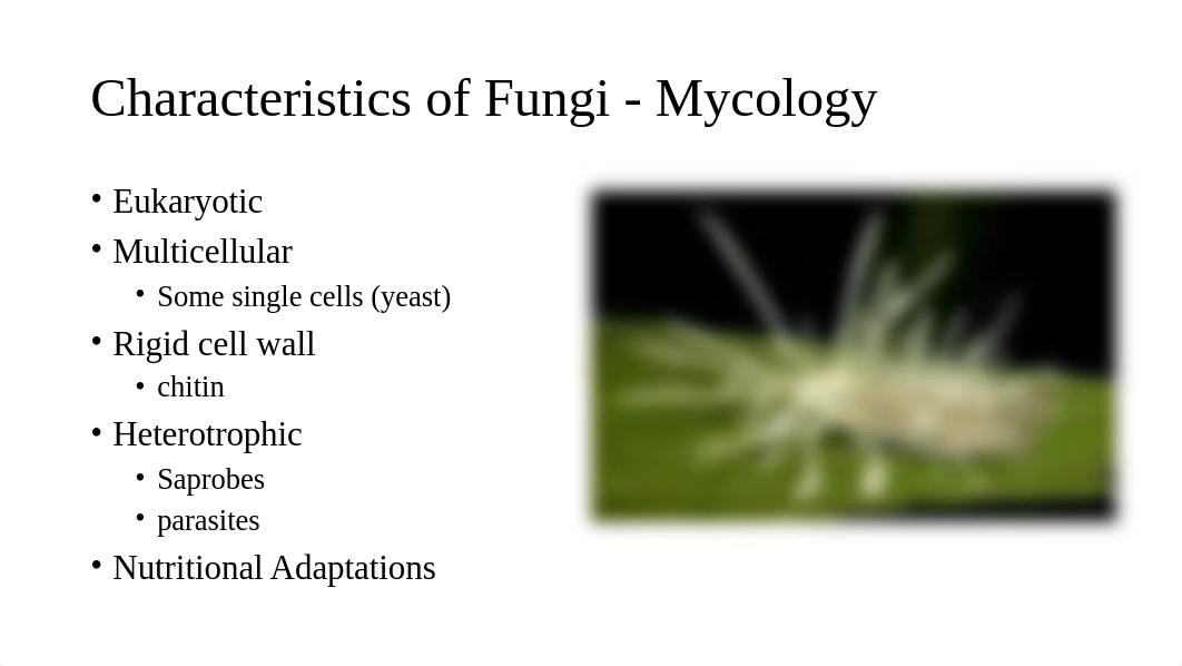 Chapter 12 The Eukaryotes (1).pptx_dpy5alda42f_page2