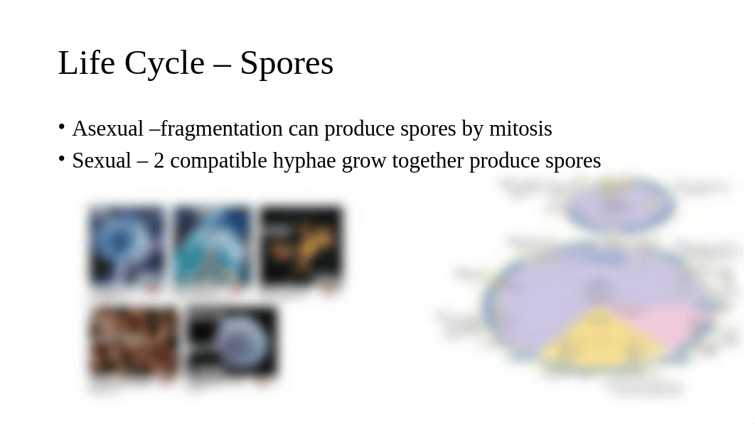 Chapter 12 The Eukaryotes (1).pptx_dpy5alda42f_page3