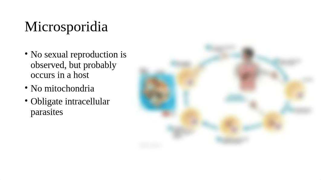 Chapter 12 The Eukaryotes (1).pptx_dpy5alda42f_page5