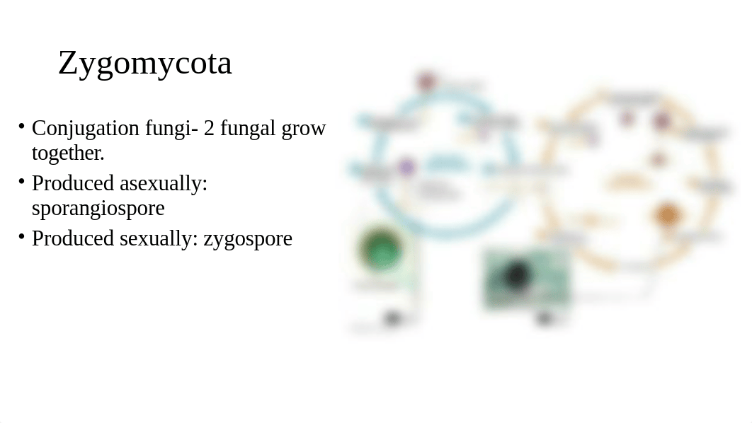 Chapter 12 The Eukaryotes (1).pptx_dpy5alda42f_page4