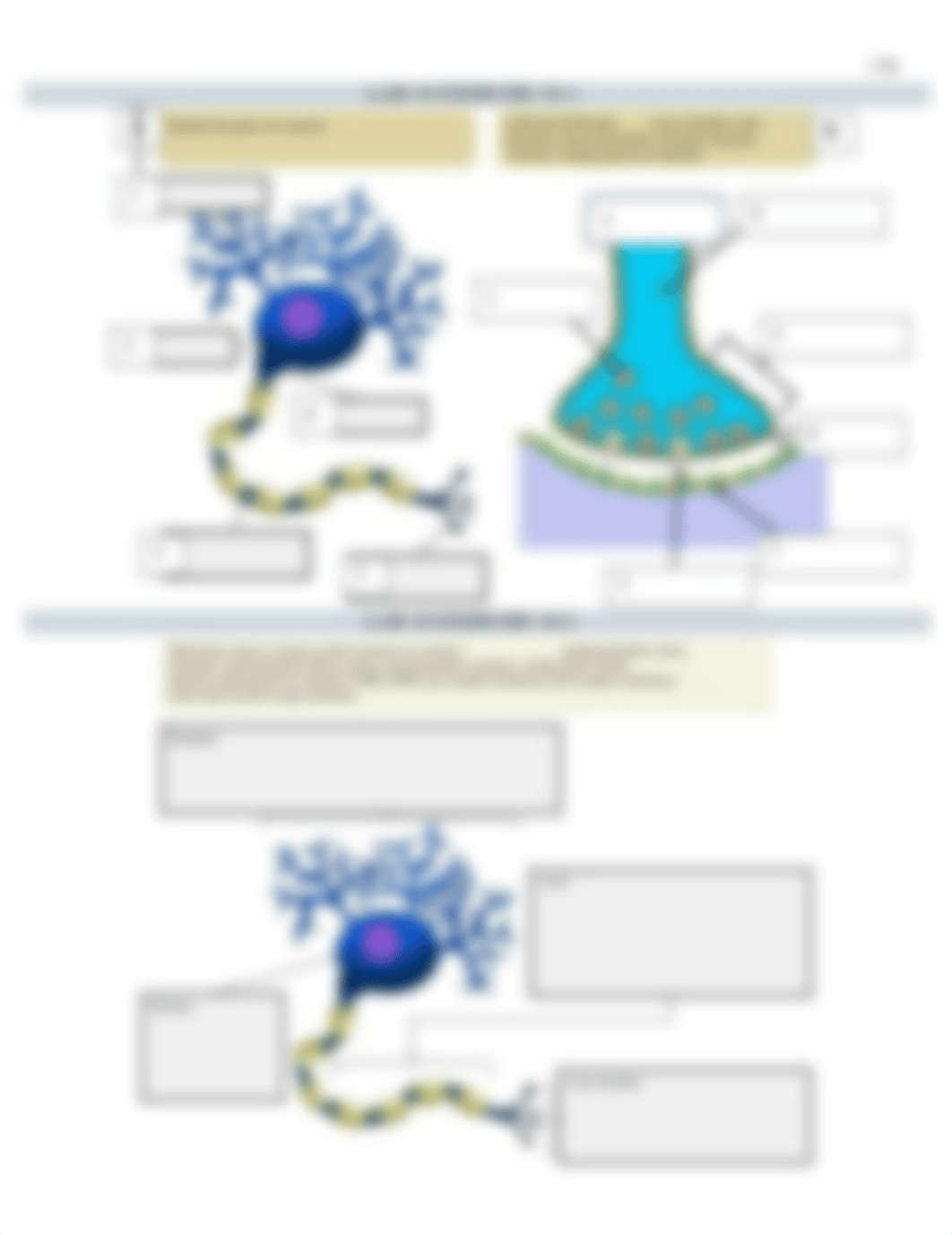 10 Nervous Tissue.pdf_dpydlidk6q4_page2