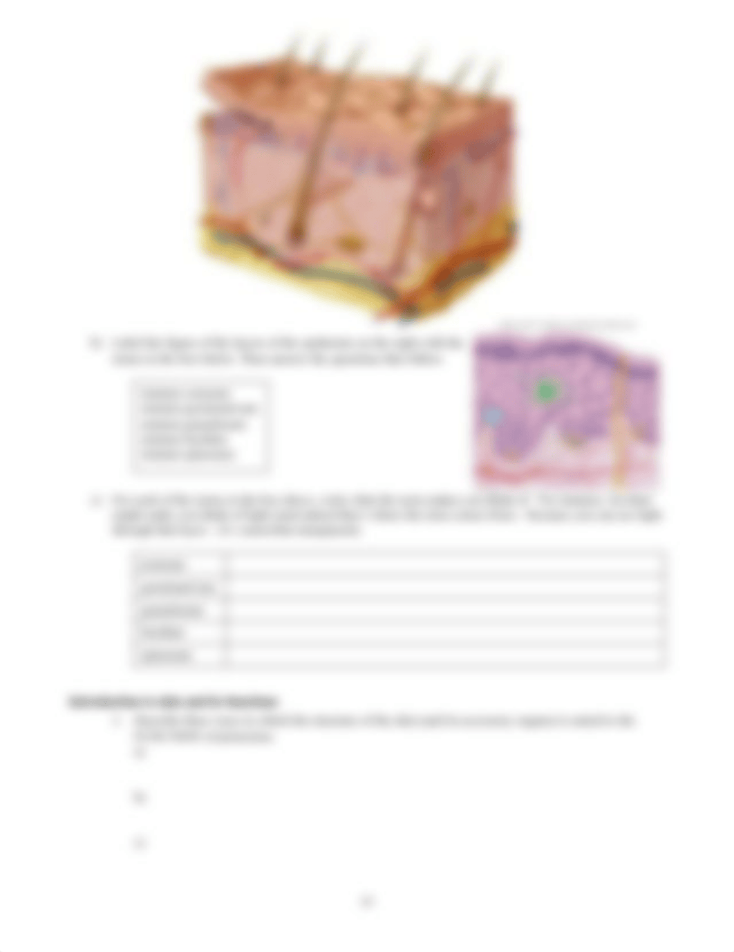 06 Integument Practice Labeling and Questions.pdf_dpyhj5k5qts_page2