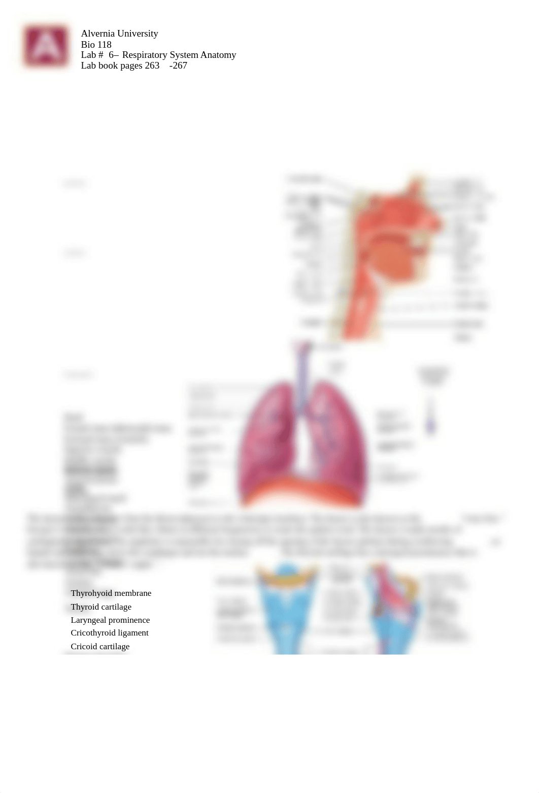 BIO 118 Lab 6 Respiratory System Anatomy (1).pdf_dpys2of0sl4_page1