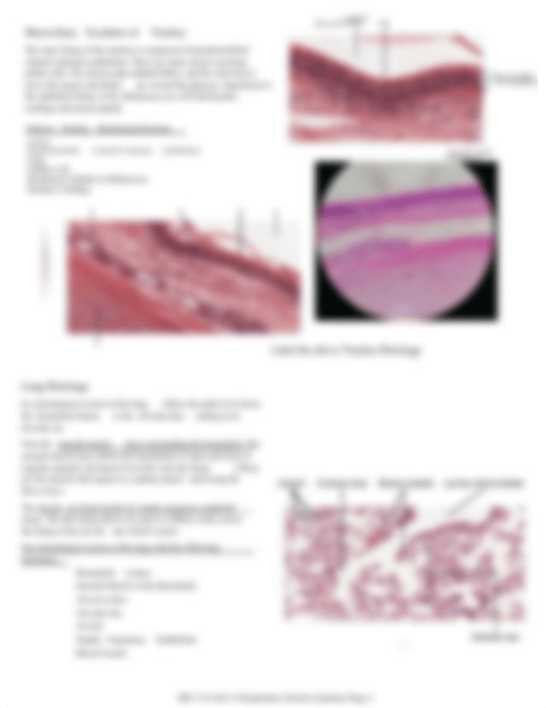 BIO 118 Lab 6 Respiratory System Anatomy (1).pdf_dpys2of0sl4_page2