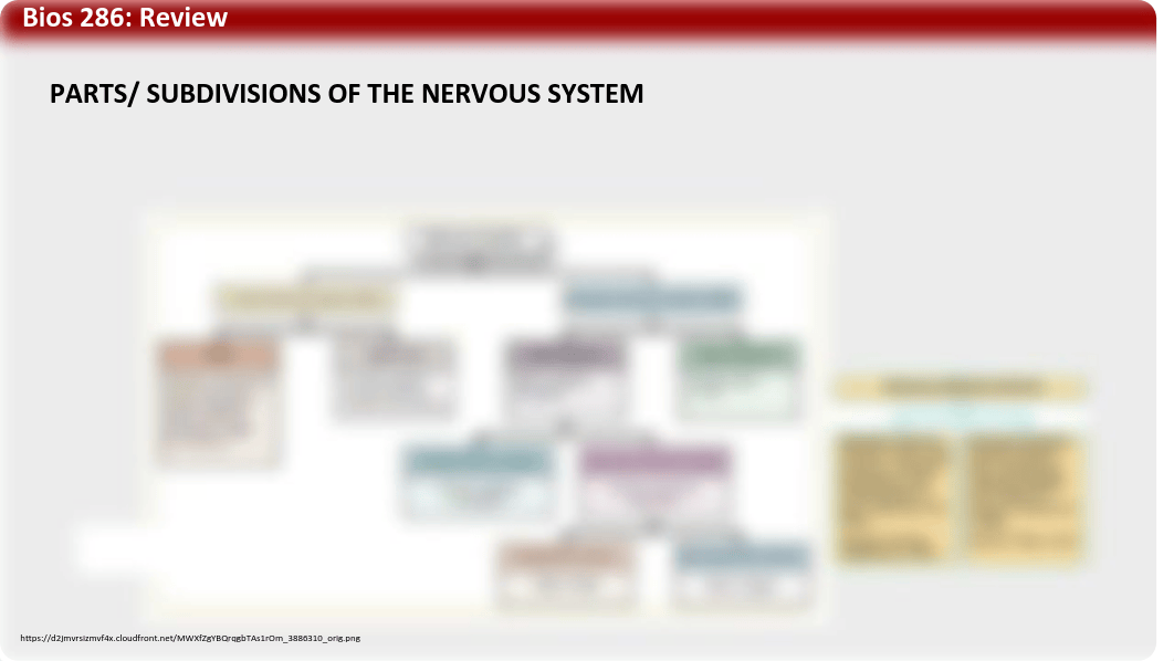 Tchernookova Exam 1 Review and study guide.pdf_dpyt8idto1j_page2