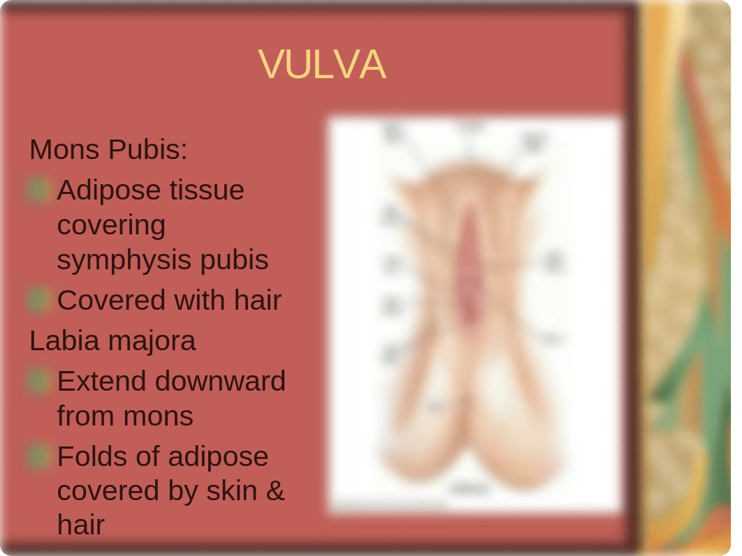 Physical Diagnosis Lecture Female Pelvic_dpzdmd5ztel_page4