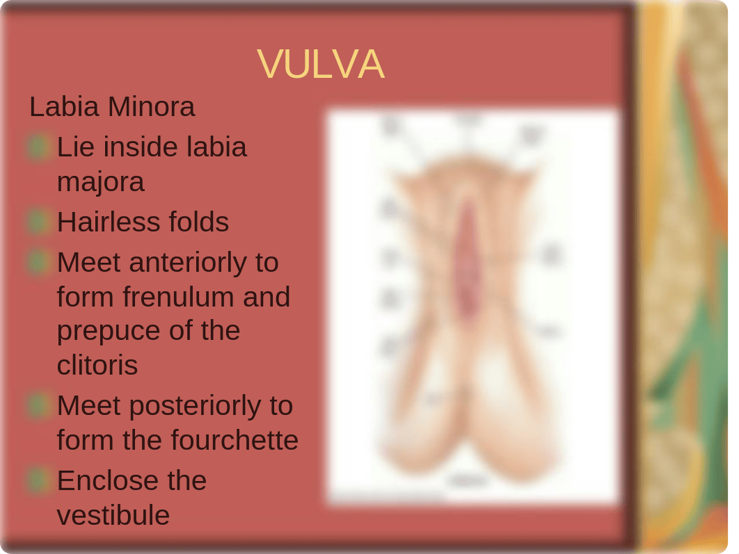 Physical Diagnosis Lecture Female Pelvic_dpzdmd5ztel_page5