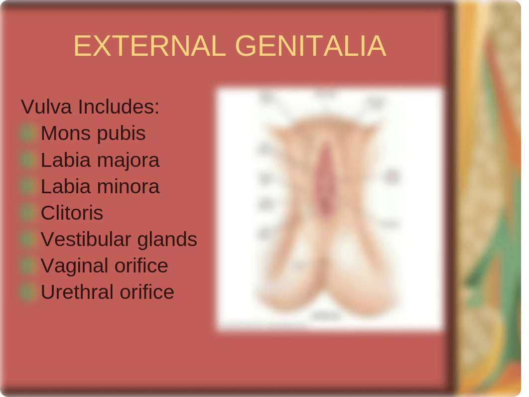 Physical Diagnosis Lecture Female Pelvic_dpzdmd5ztel_page3