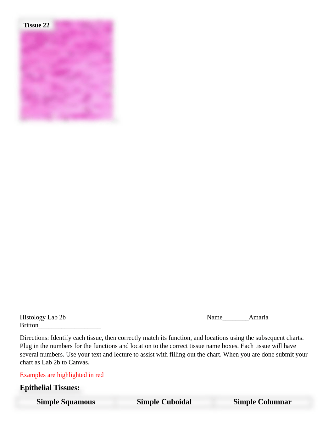 Histology Lab 2b-amaria .docx_dpzk9ccz3hb_page4