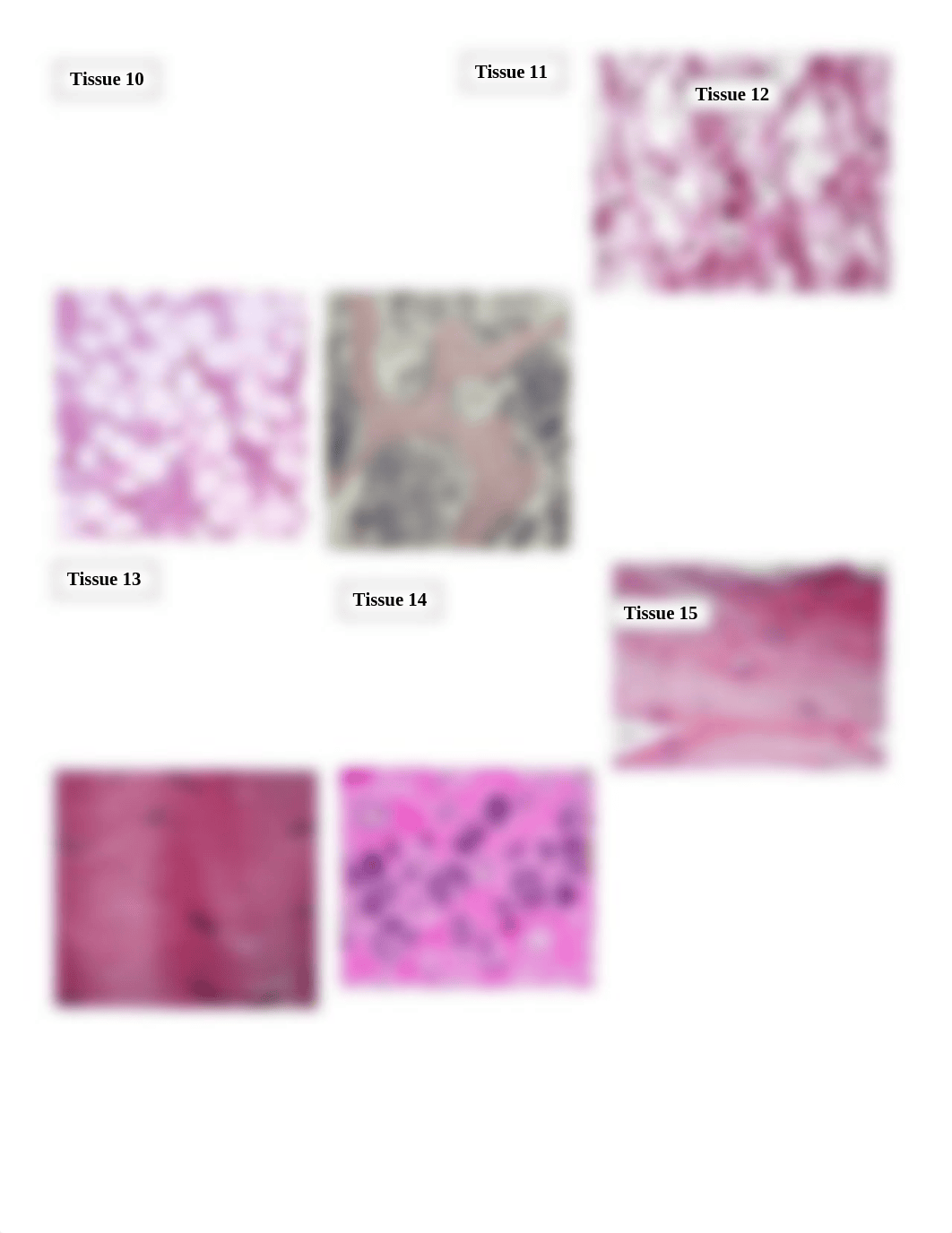 Histology Lab 2b-amaria .docx_dpzk9ccz3hb_page2