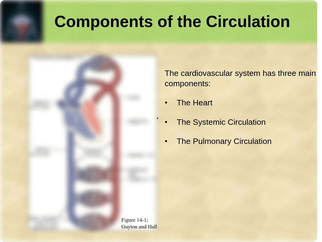 CARDIOVASCULAR SYSTEM.pdf_dq07gt83plw_page3