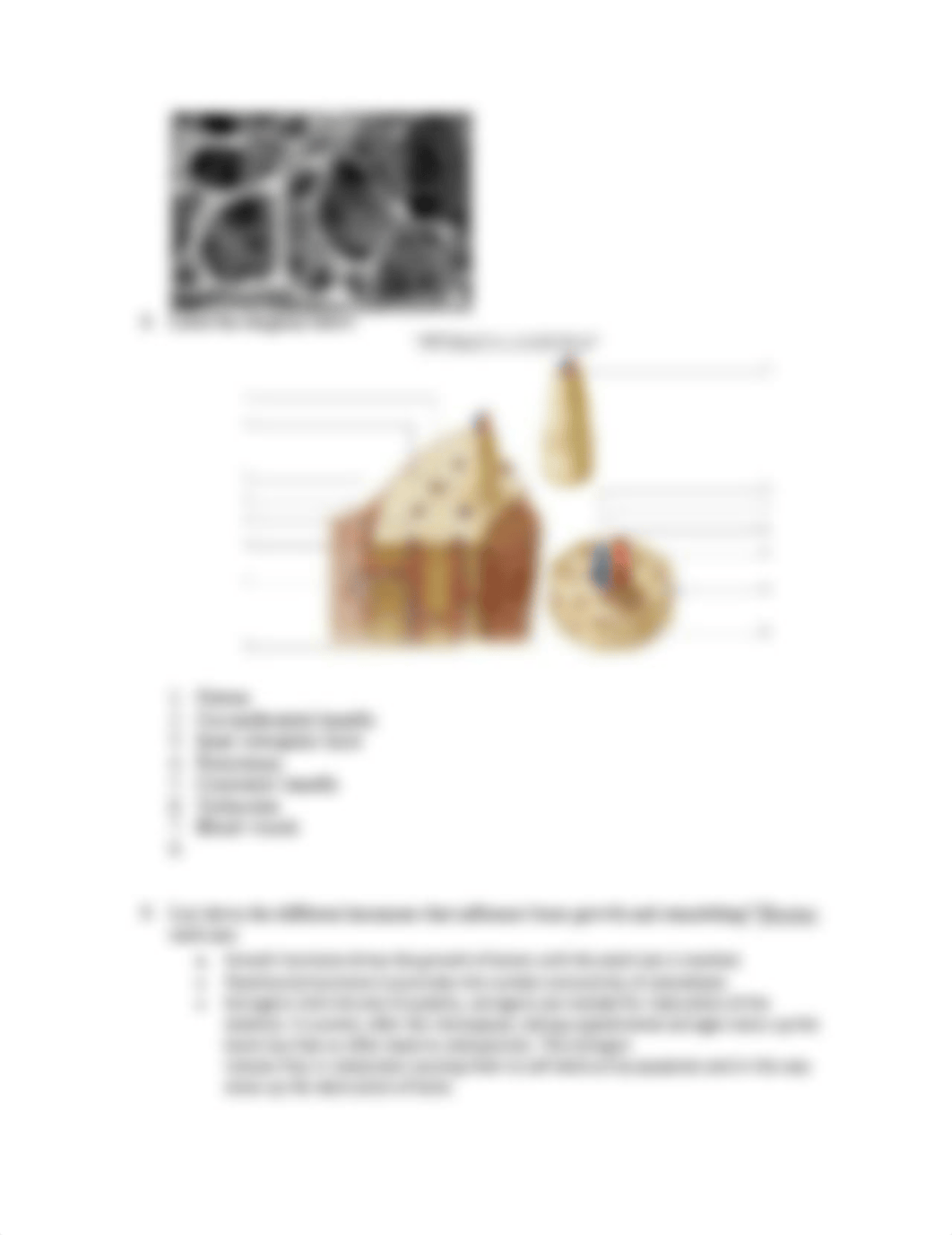 Lab 4- Updated Skeletal System.pdf_dq0m85pw1qs_page3