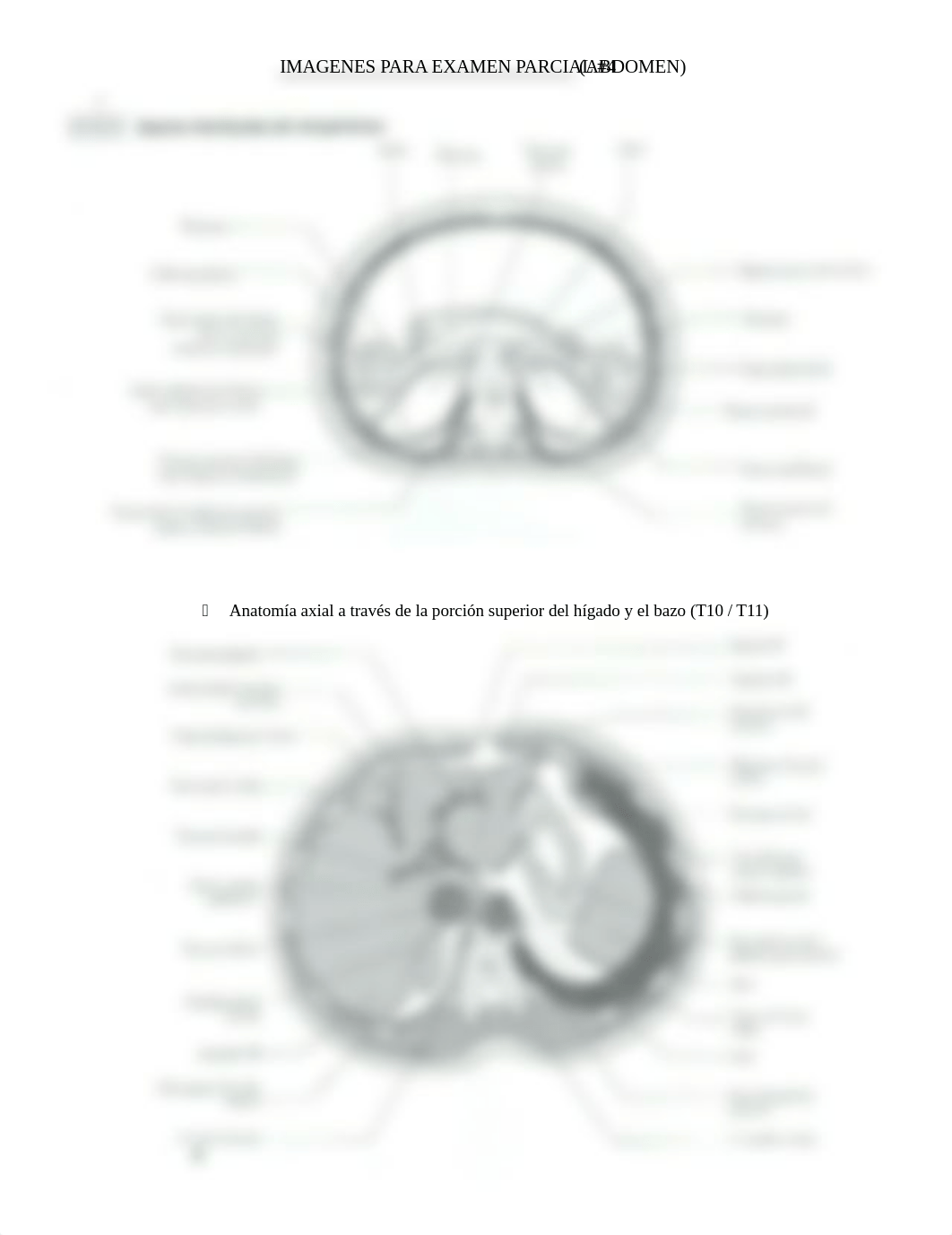 IMAGENES PARA EXAMEN PARCIAL #4 (abdomen) Anatomia Seccional.docx_dq1eulb17fh_page1