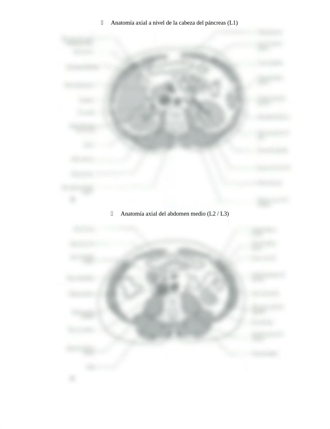 IMAGENES PARA EXAMEN PARCIAL #4 (abdomen) Anatomia Seccional.docx_dq1eulb17fh_page3