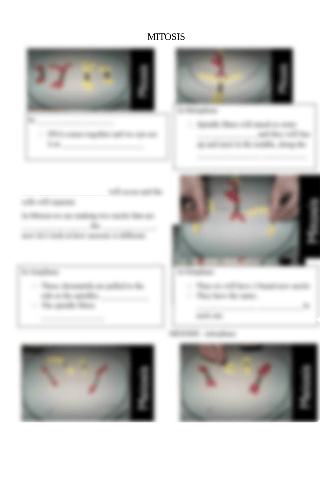 Mitosis & Meiosis Modeling student notes - Copy (2).docx_dq1swuri06t_page3