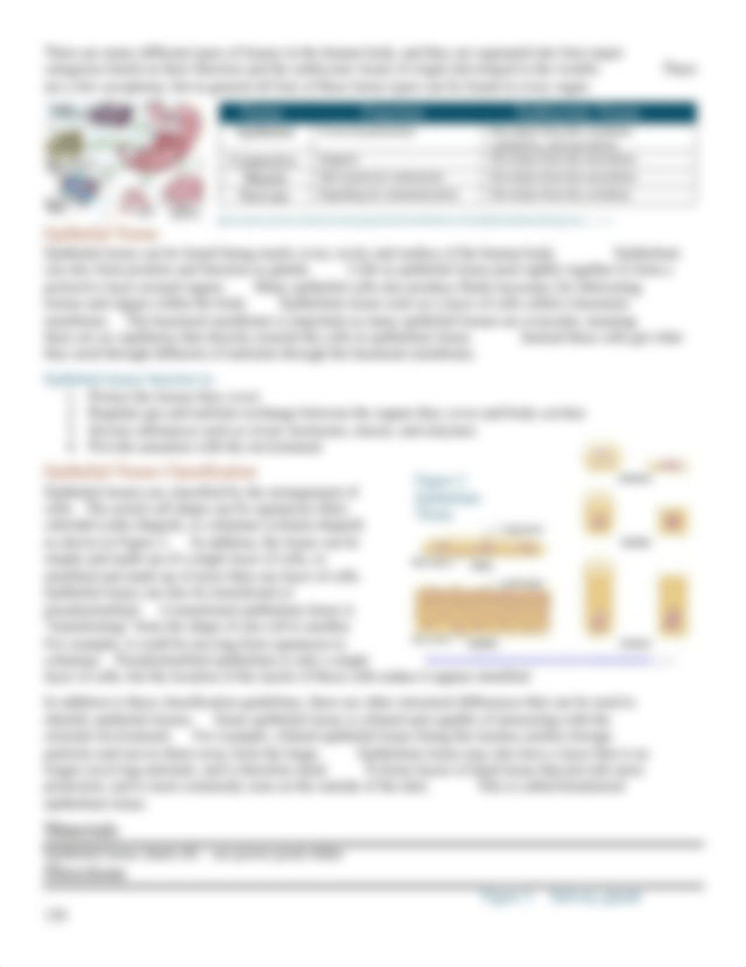 Epithelial Tissue.docx_dq26cgifumv_page2