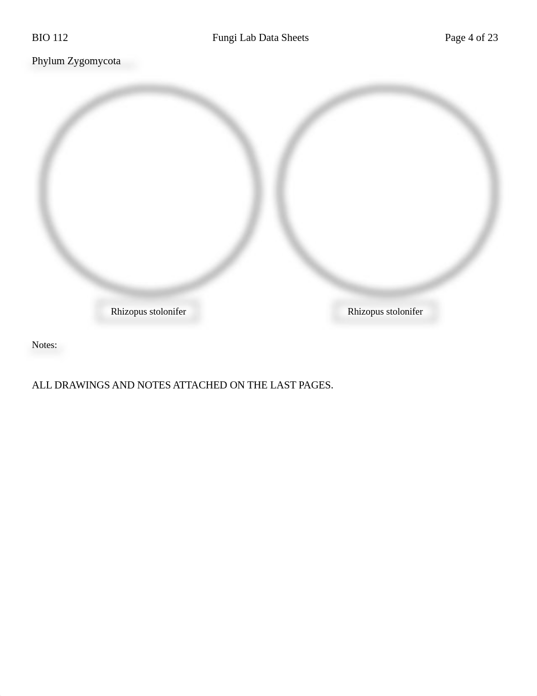 Fungi_Lab_DataSheet_and_Questions_(SP21) (1).docx_dq2cmpvaobg_page4