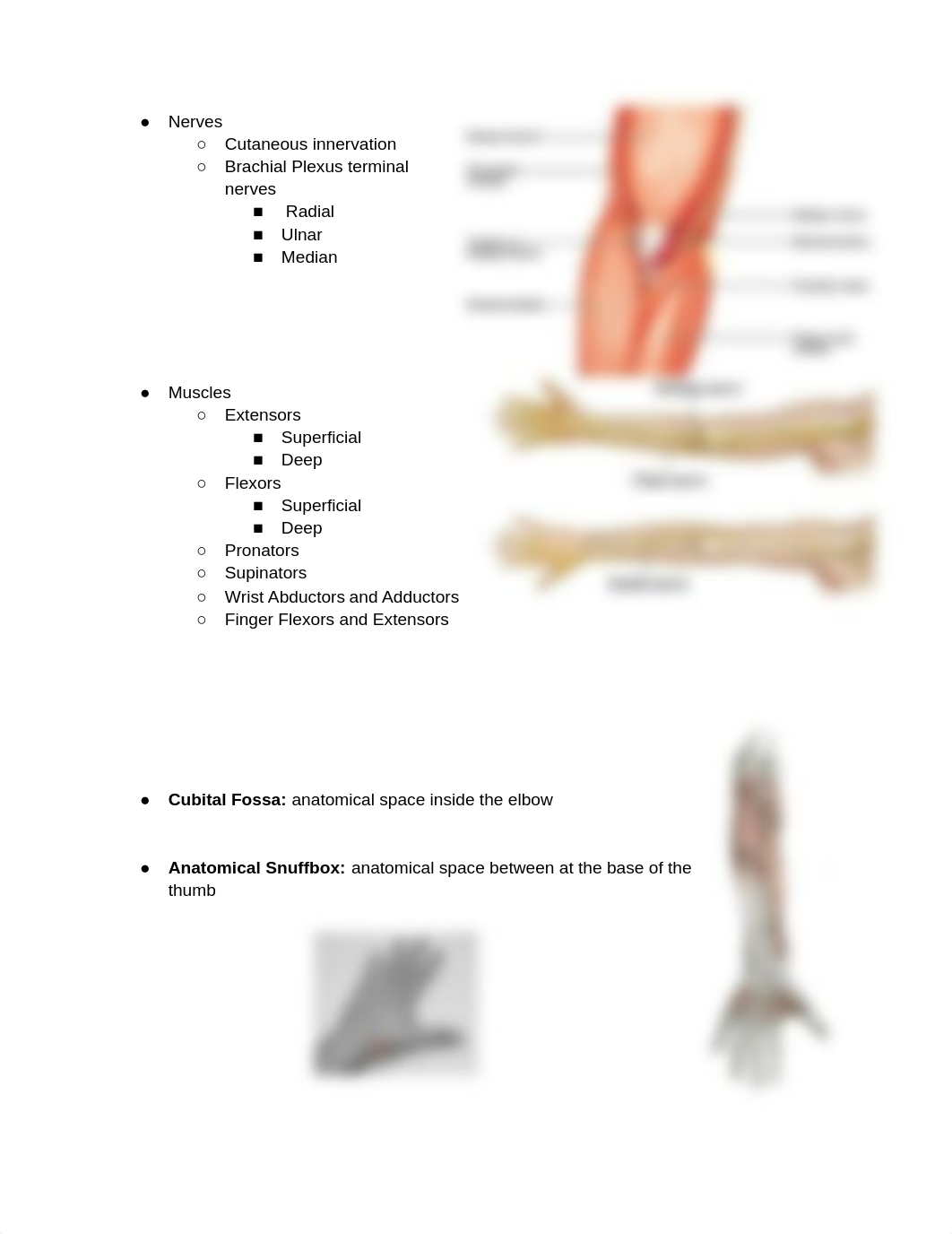 2018-2019 Anat Lecture 5- Elbow, Forearm, and Cubital Fossa.docx_dq2kkkasg7r_page2