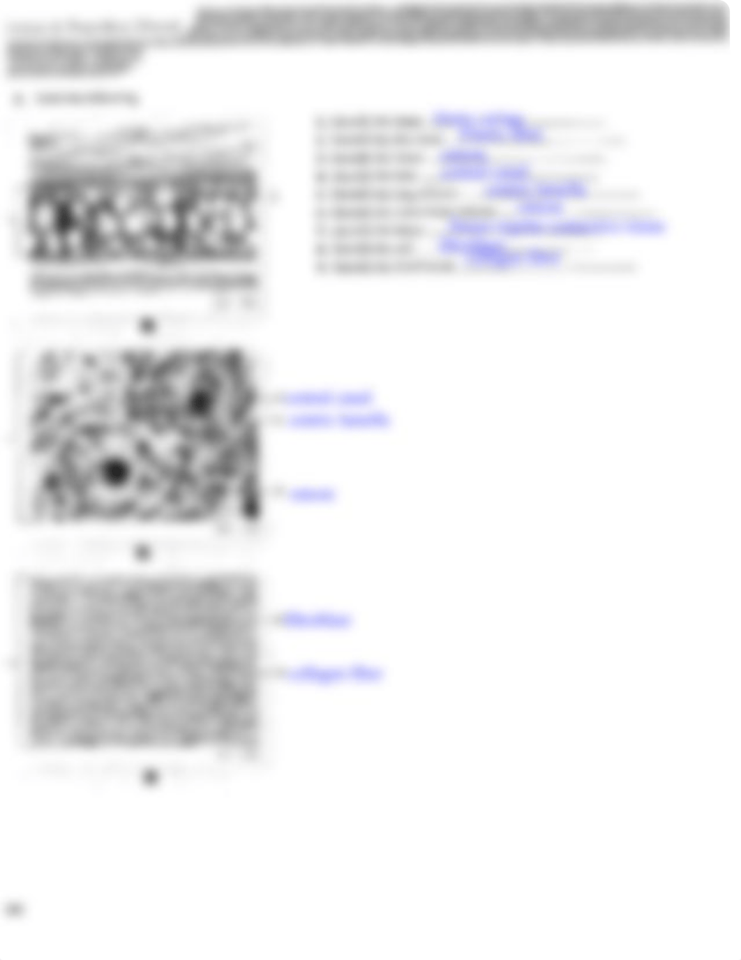 131 Lab Chapter 8 HW.pdf connective tissue.pdf_dq2max80dqs_page2