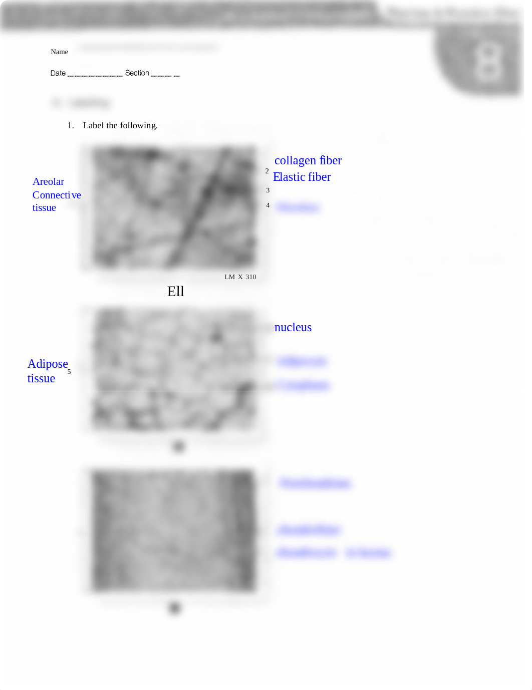 131 Lab Chapter 8 HW.pdf connective tissue.pdf_dq2max80dqs_page1