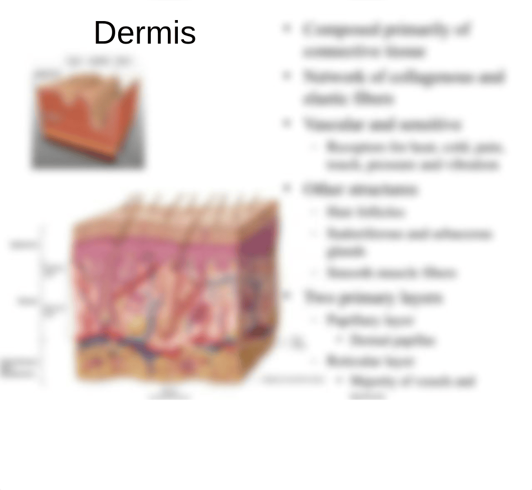 integumentary system.student fall 2013_dq2sd3hl599_page5