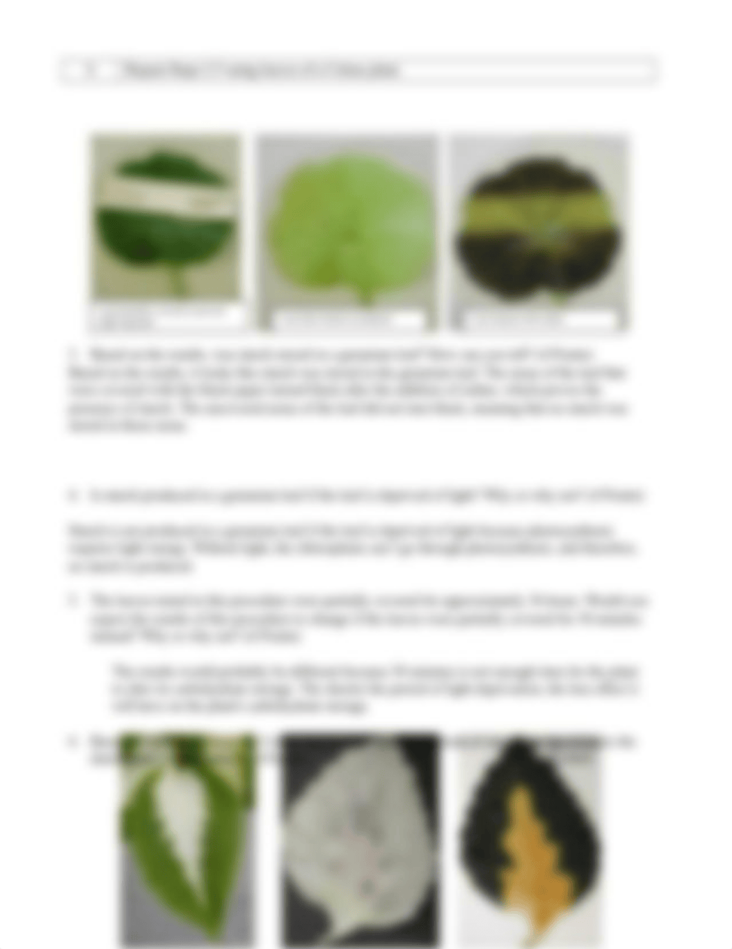 Photosynthesis and Mitosis Labs.docx_dq30hb9c97d_page2