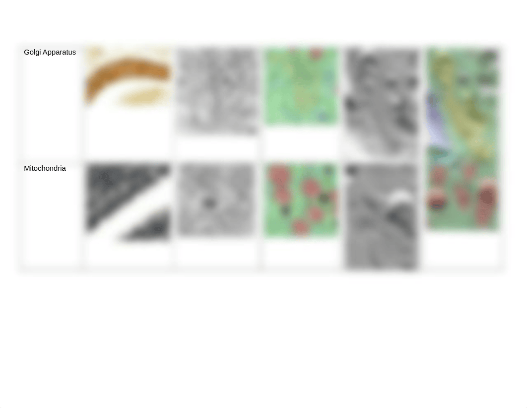 Microscopy Image Table.docx_dq31zt4rtcb_page2