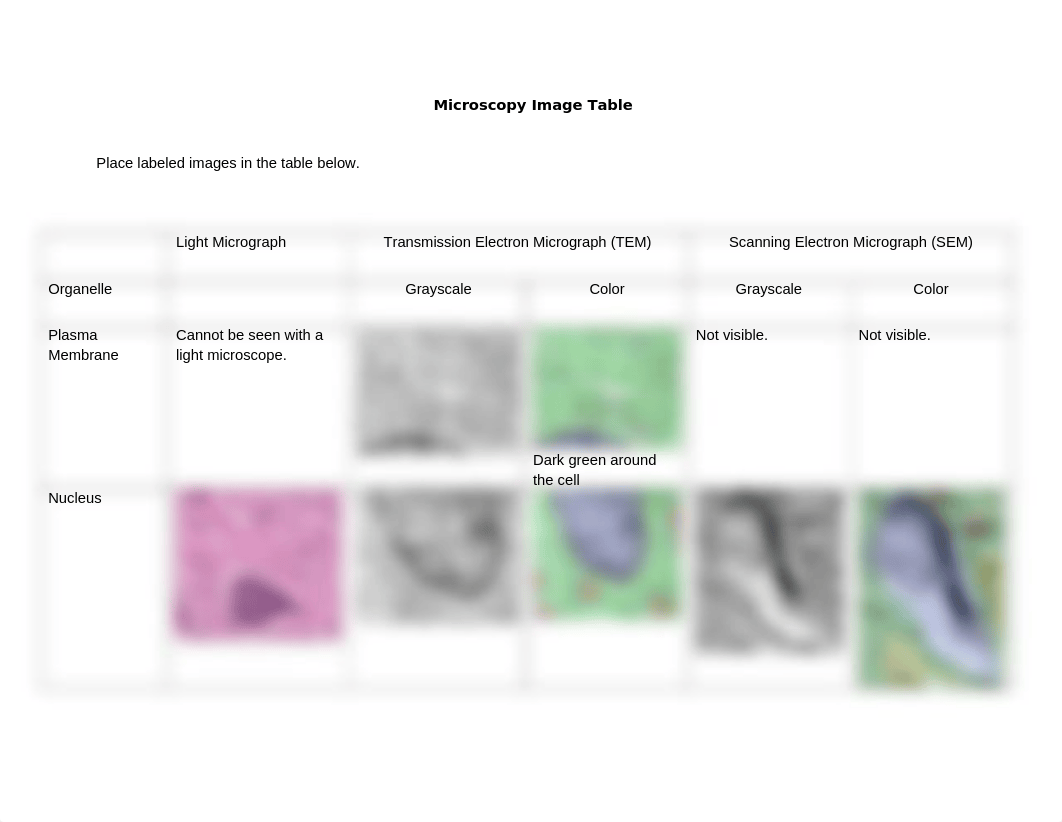 Microscopy Image Table.docx_dq31zt4rtcb_page1