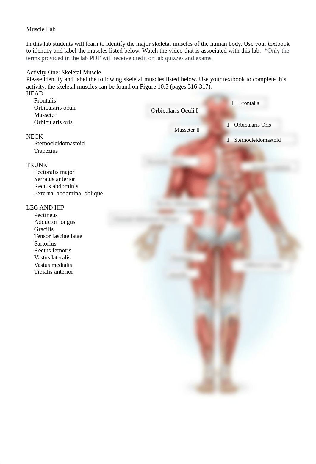 muscle1_lab (1).docx_dq3bepleyuf_page1