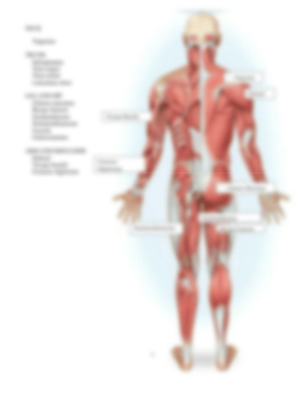 muscle1_lab (1).docx_dq3bepleyuf_page2