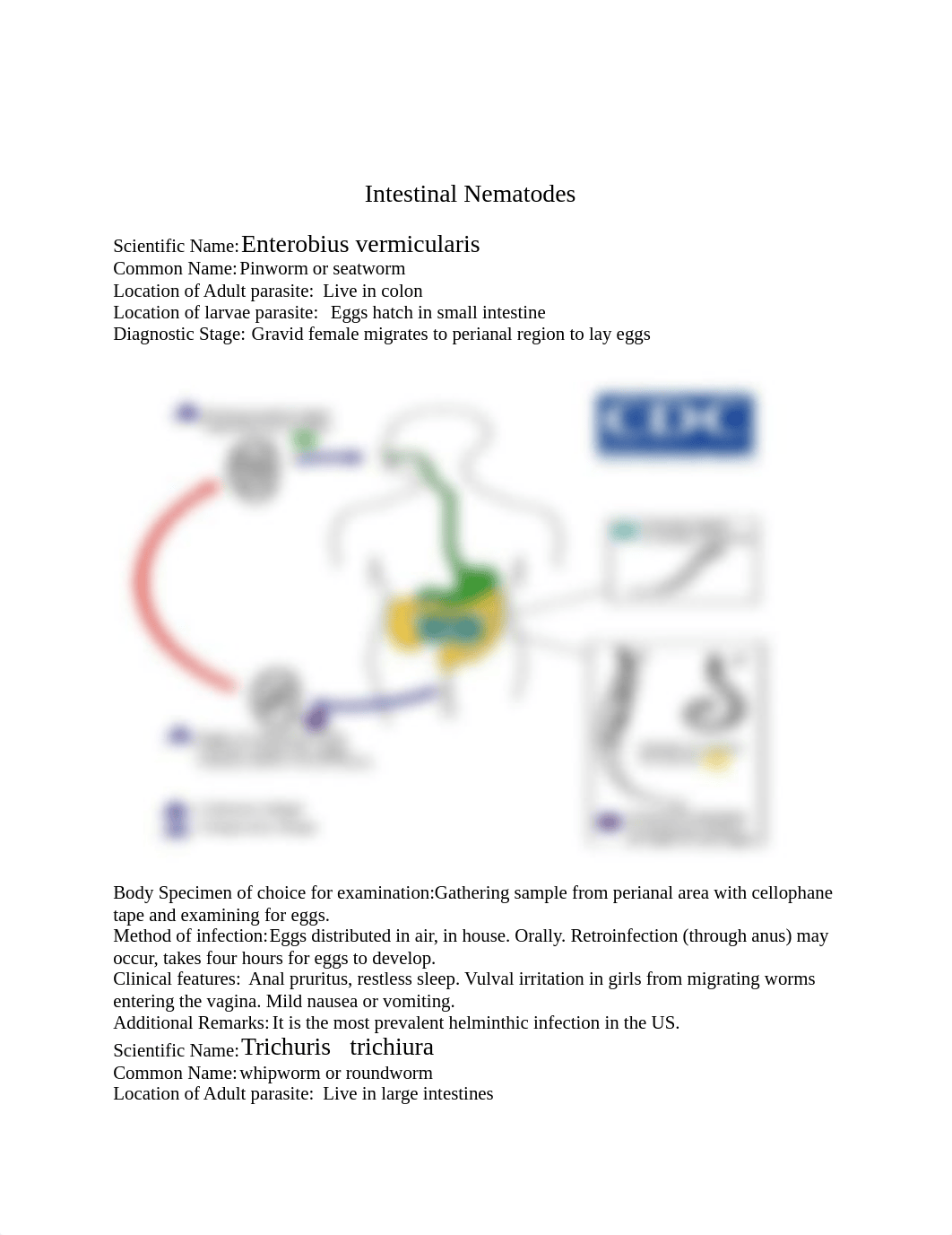 Graphic Organizer.doc_dq3duzutbd7_page1