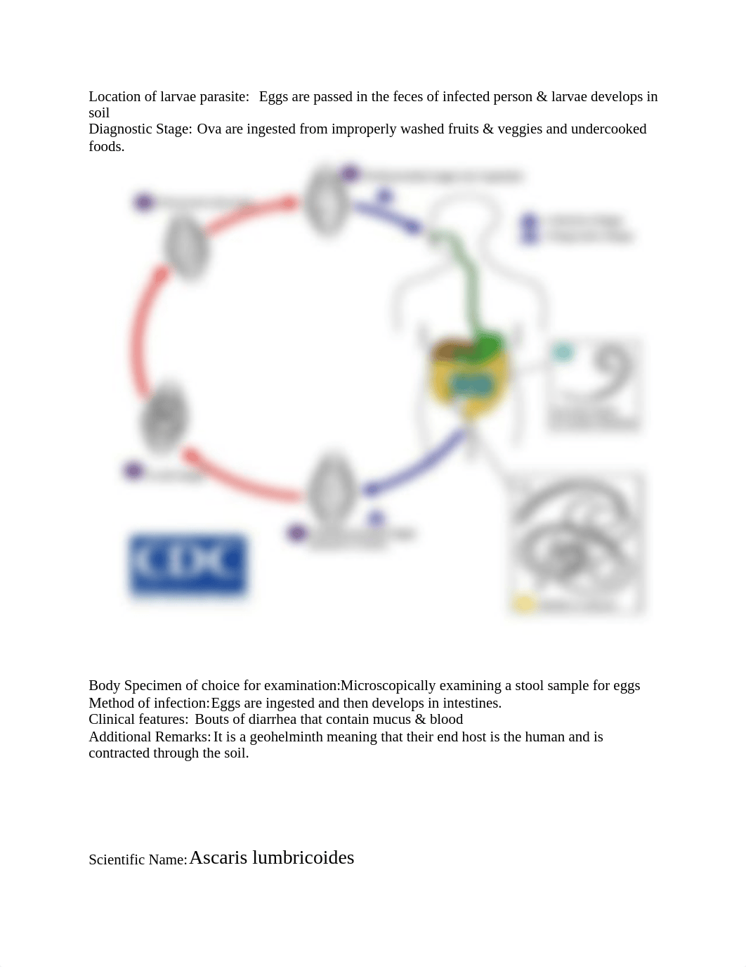 Graphic Organizer.doc_dq3duzutbd7_page2