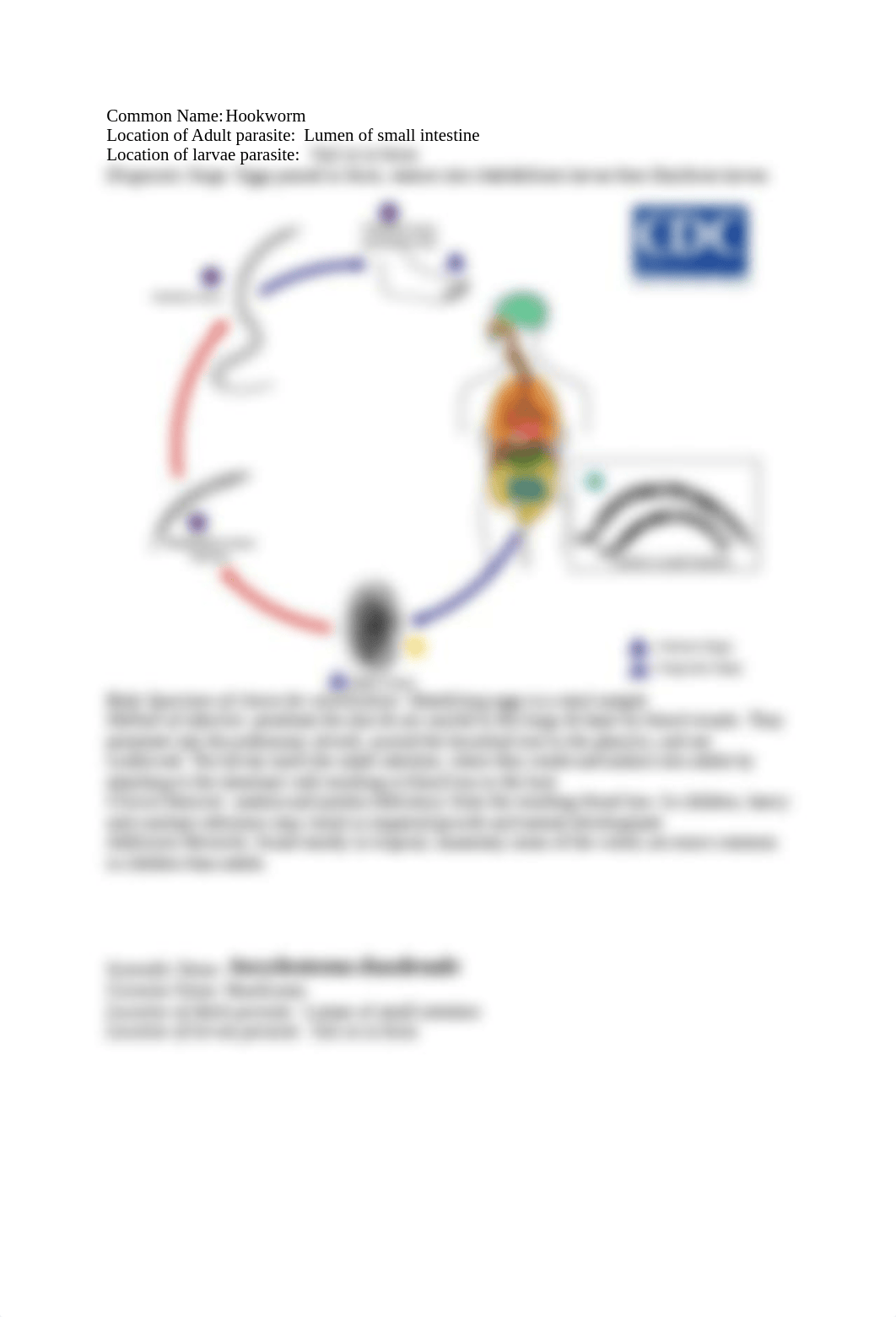 Graphic Organizer.doc_dq3duzutbd7_page4