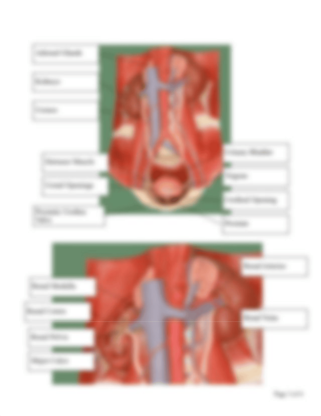 Kidney and Urinary System Anatomy Worksheet2.18.pdf_dq3qmdg178o_page3