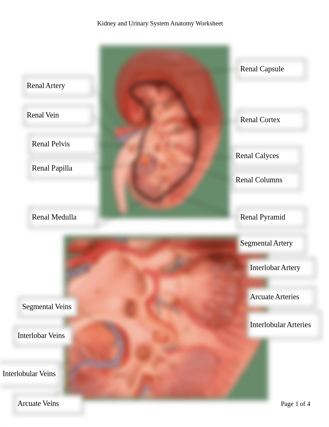 Kidney and Urinary System Anatomy Worksheet2.18.pdf_dq3qmdg178o_page1