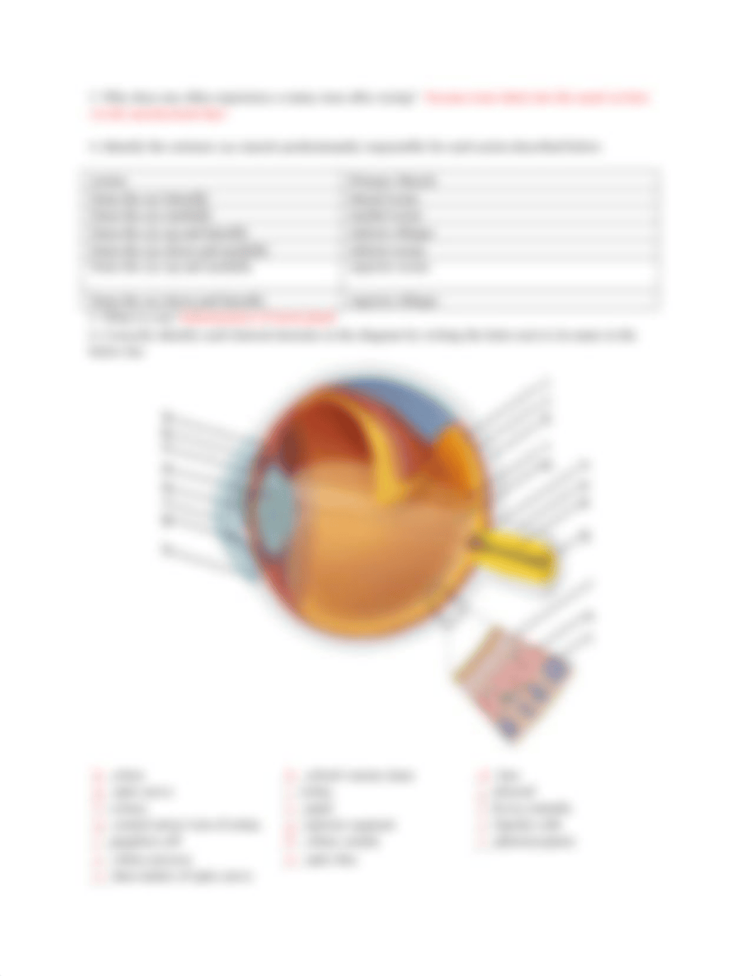 Exercise 23 - Visual System Anatomy.docx_dq4aq16ziru_page3