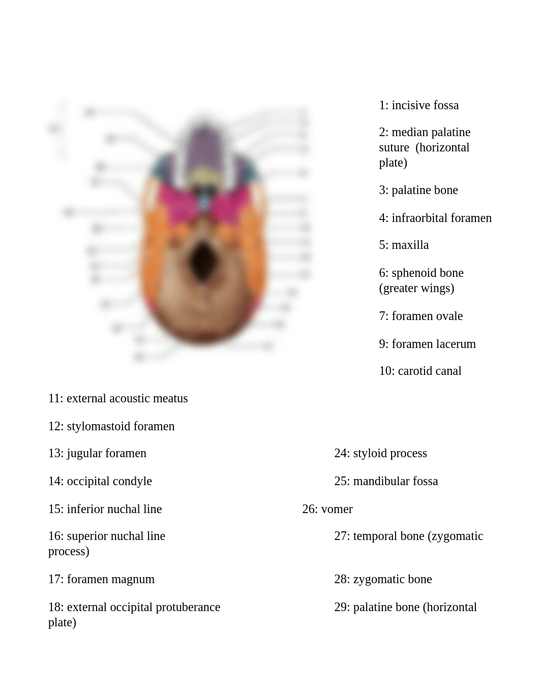 BIOL 1160 Skeletal System Worksheet.docx_dq4dnnm0691_page2