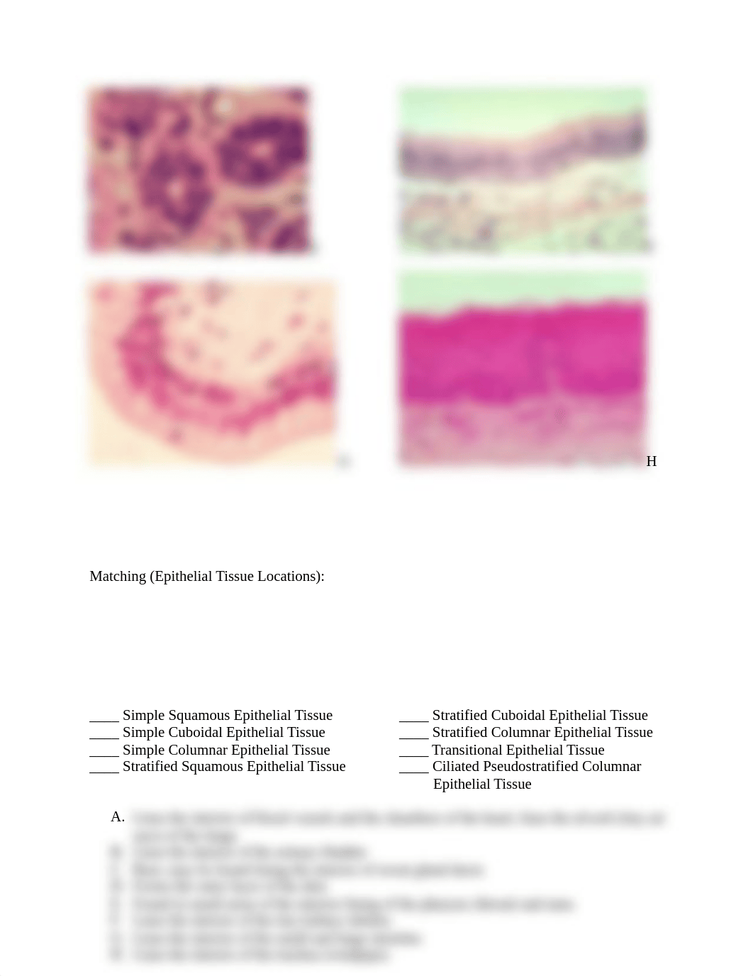 BIOL-2010 Lab Exercise 1 - Epithelia.docx_dq4wmhp3520_page2