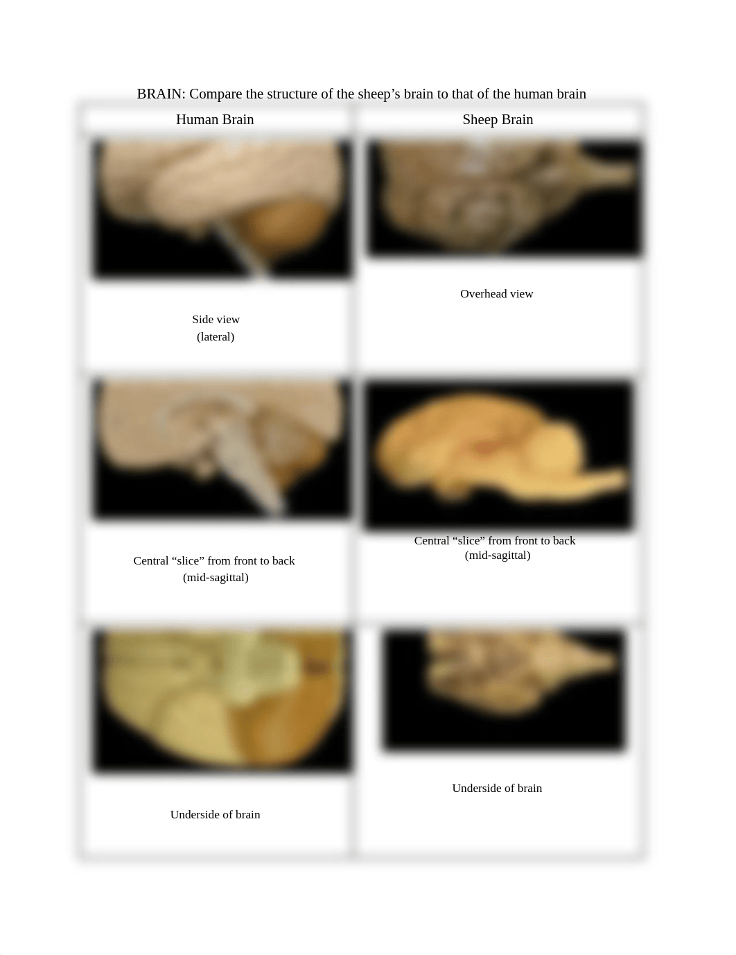 Brain-Nerve Lab Report.docx_dq53pzt8thv_page1