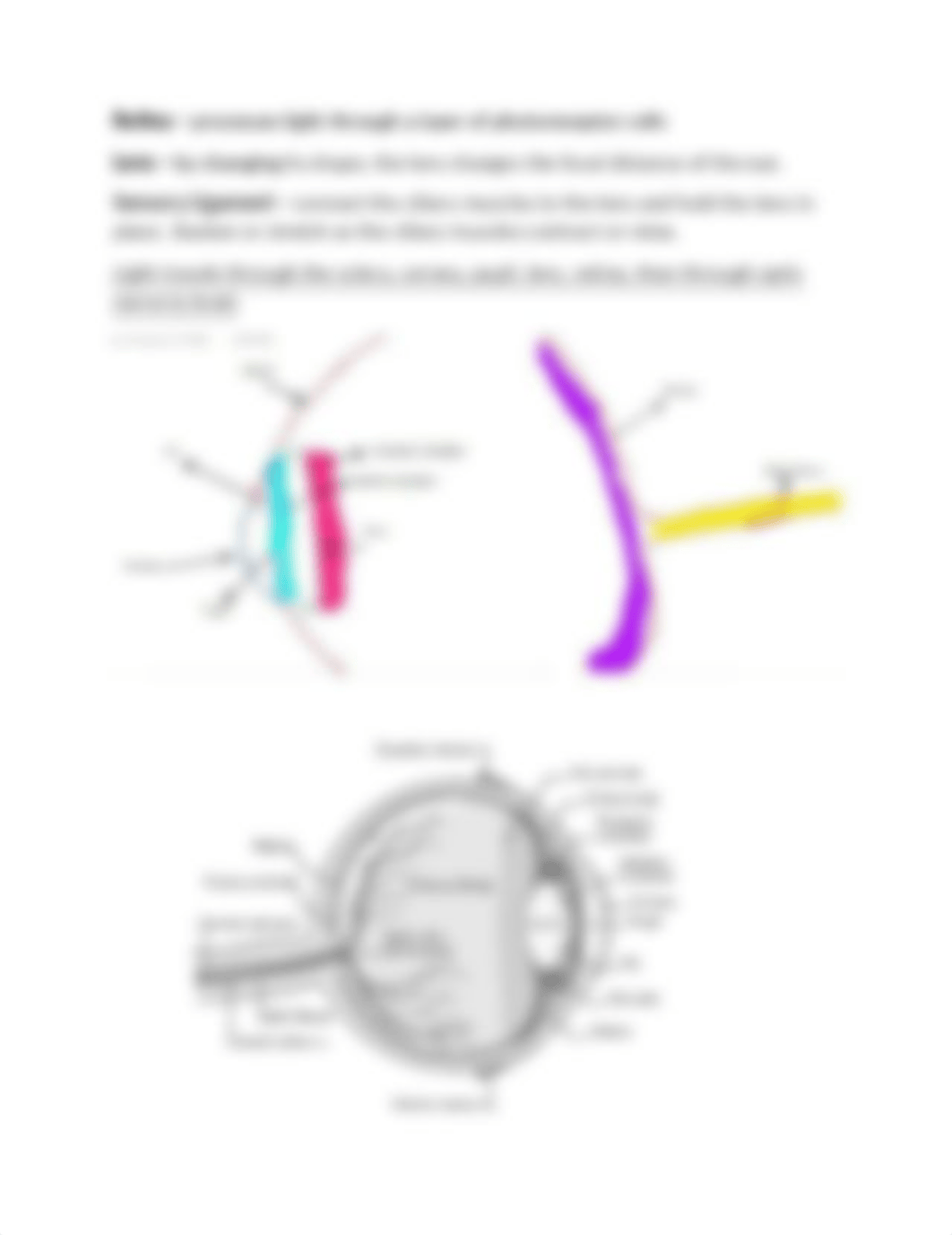 Special Senses, Vision, Hearing & Equilibrium_dq54usn3v0t_page2