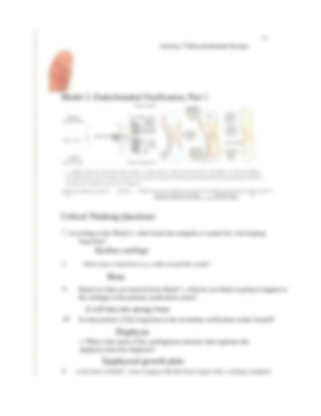 Ossification_Activity.pdf_dq5qbdq2acz_page3