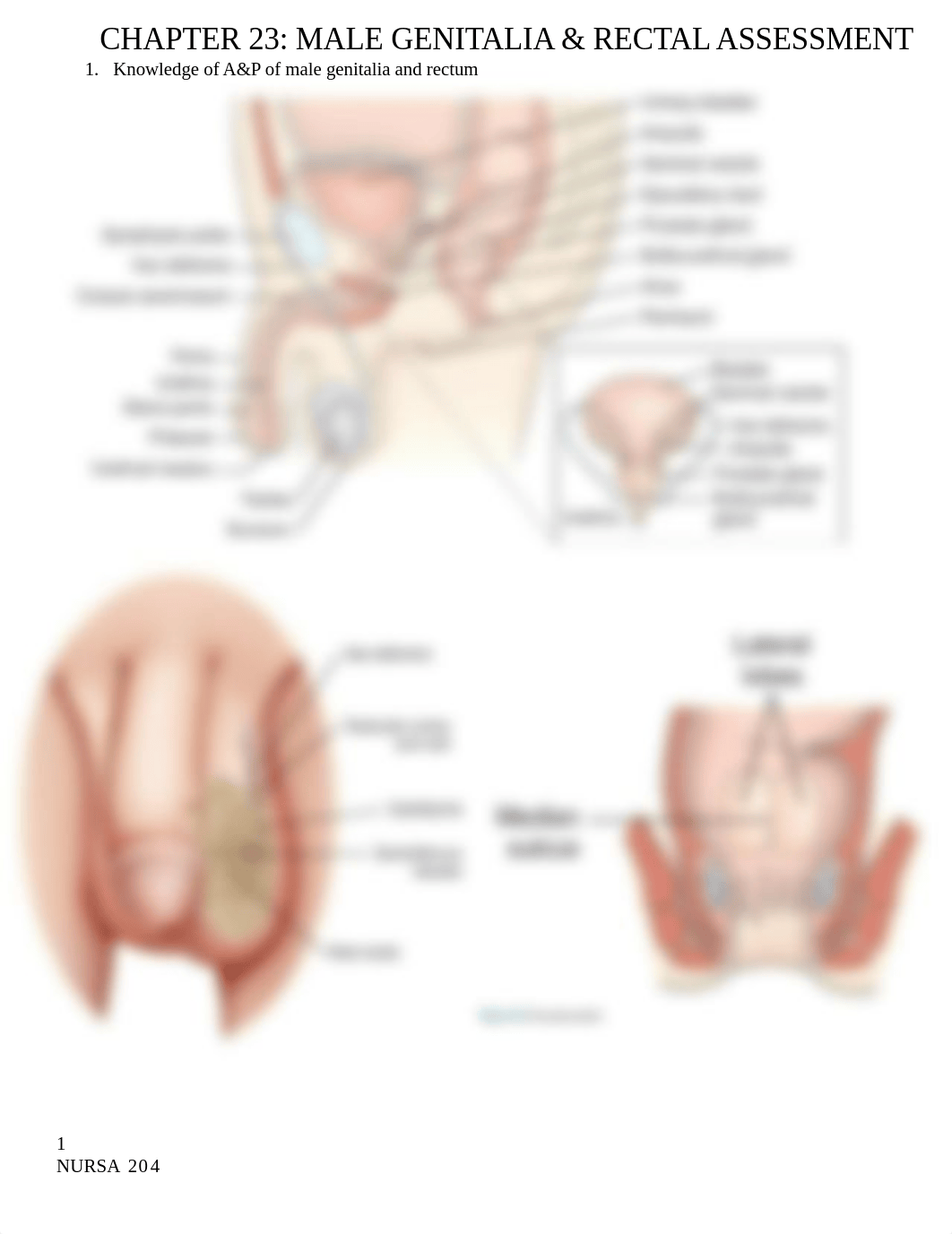 Ch. 23 Male Genitalia & Rectal Assessment.docx_dq60g7myr59_page1