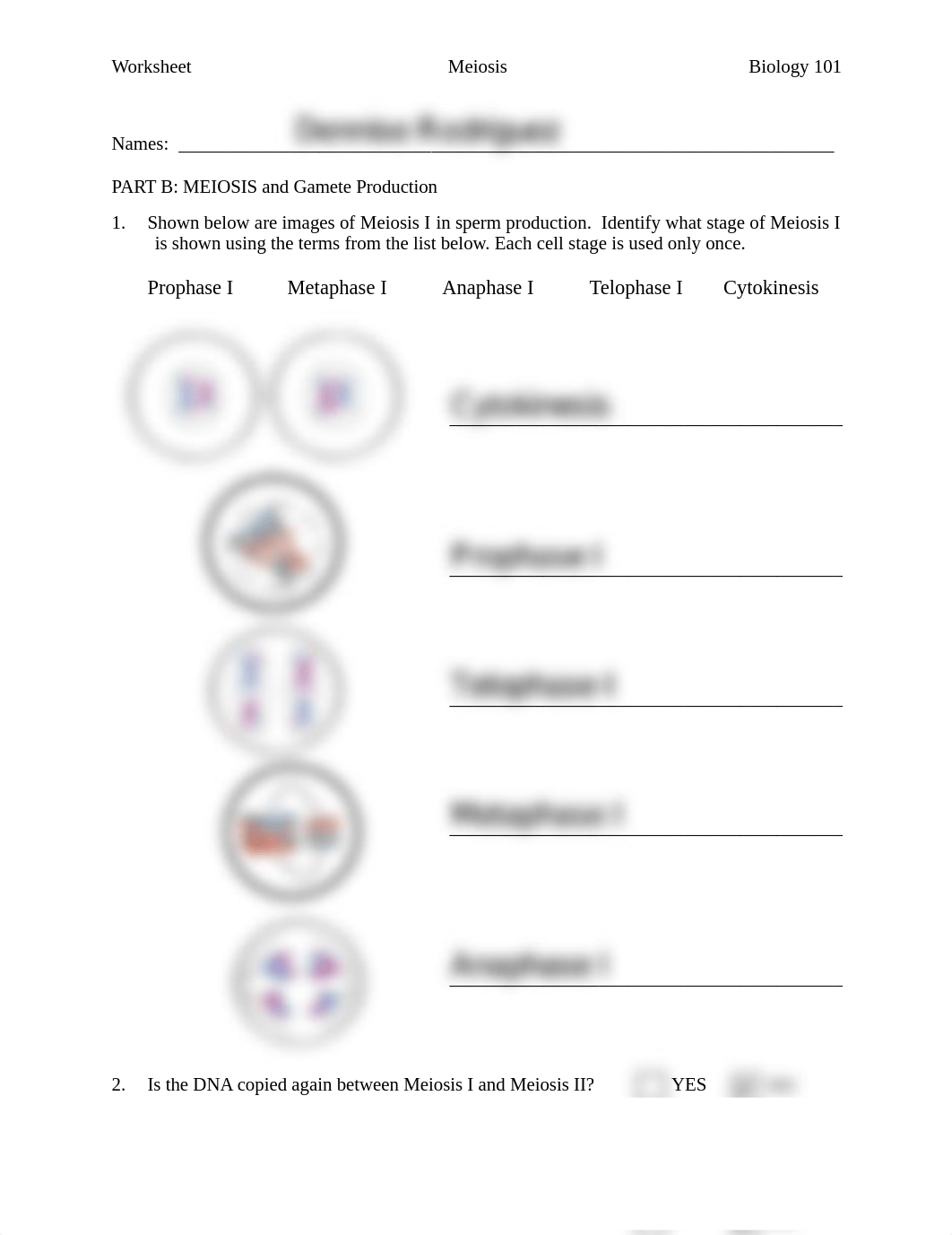 L07 - fillable meiosis.pdf_dq6gj09clmi_page1