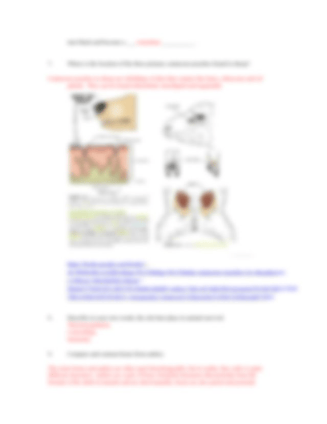 ASSN 2.2 ACCESSORY SKIN STRUCTURE AND FUNCTION KEY.docx_dq6v573h2r4_page2