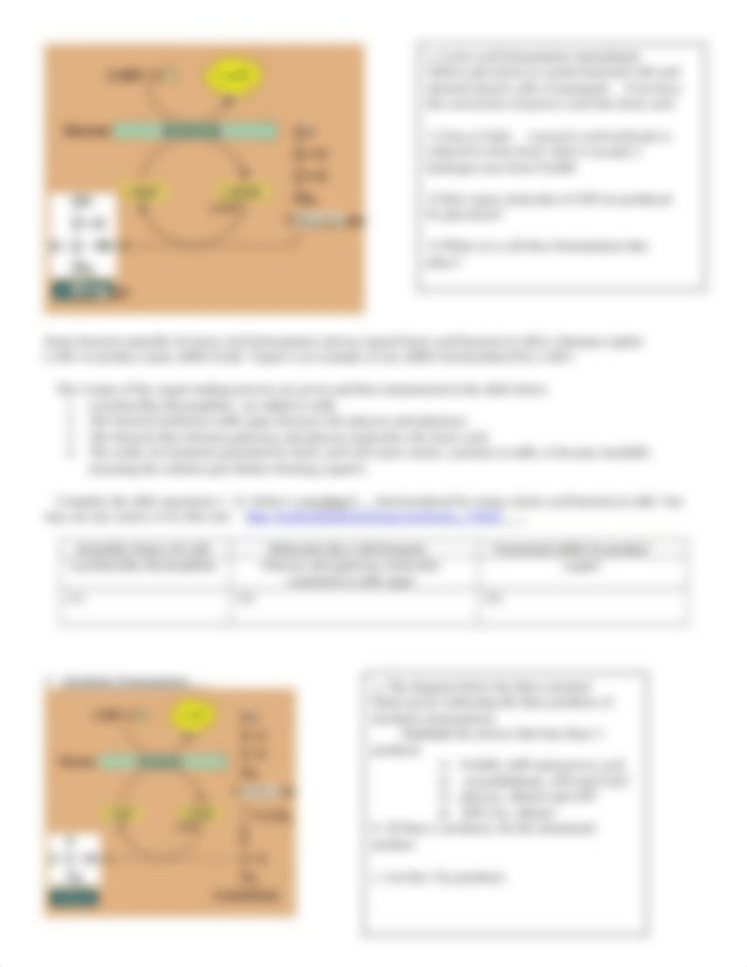 Photosynthesis and Cellular Respiration.docx_dq6vfbzm2uz_page3