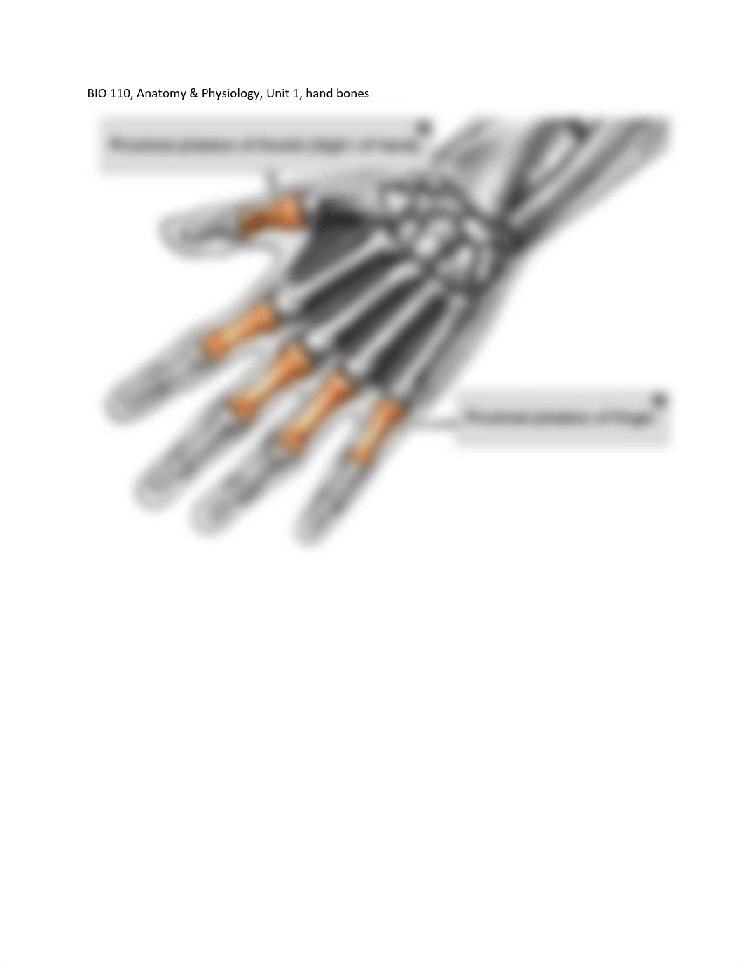 BIO 110, A&P, Unit 1, more hand bones_dq76qr873wd_page1