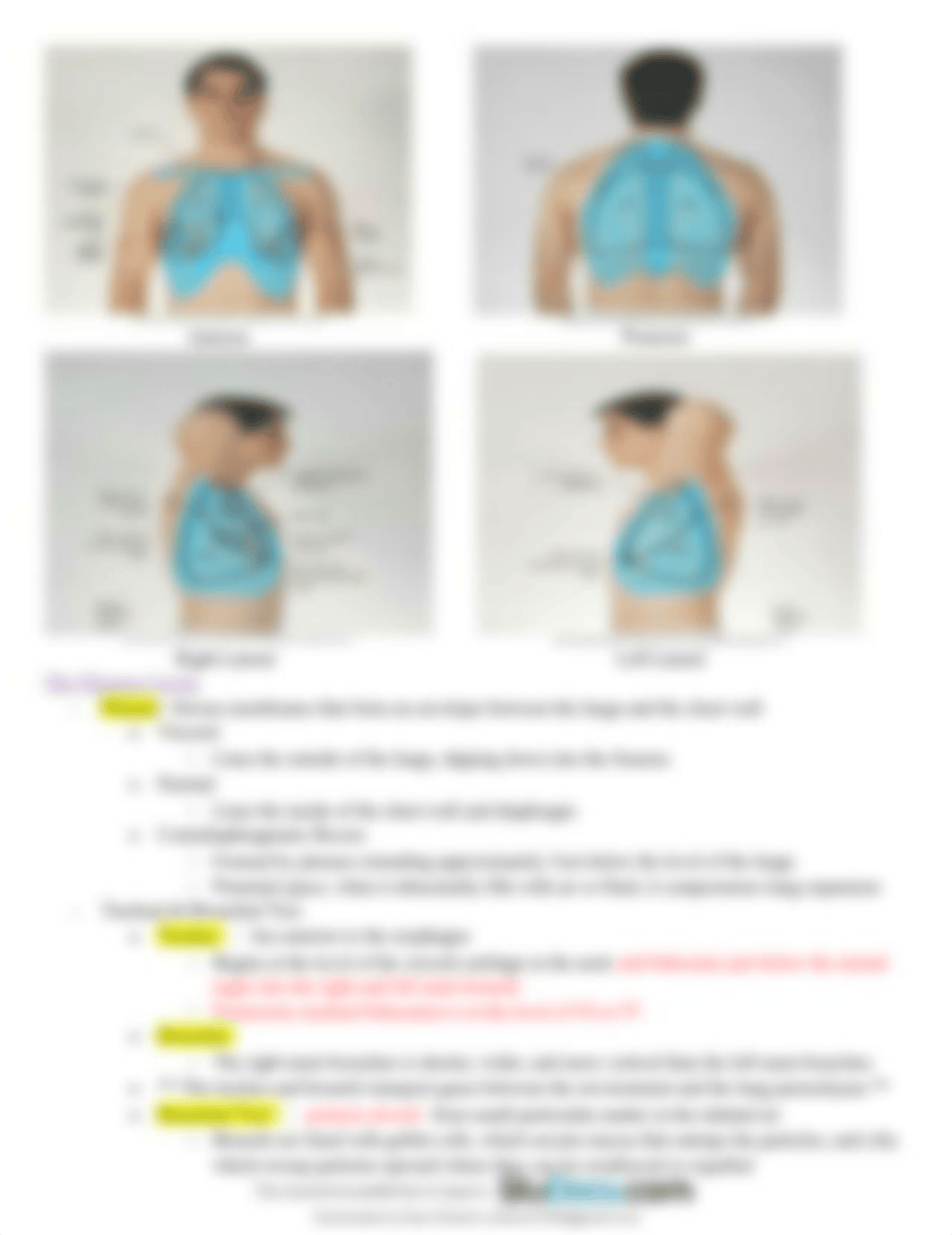 health-assessment-chapter-18-notes-assessment-of-thorax-and-lungs.pdf_dq7kyn6at8v_page4